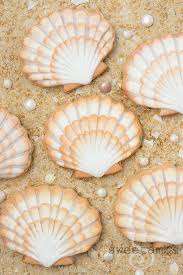 Coquillages exquis, beauté naturelle pour la décoration mondiale |   Commande en gros du Vietnam - Product Image 3