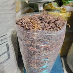 GCAP Sea Moss-Musgo irlandés-Seamoss Raw Organic-Dry Sea Moss - Natural Wildcrafted Seamoss - Product Image 1