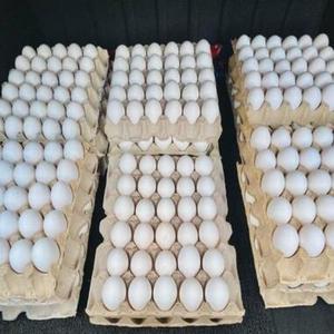 Œufs frais naturels blancs – Œufs de poule riches en protéines pour la cuisson, la pâtisserie, la cuisson à l'eau et la transformation alimentaire – Fournisseur en gros au Royaume-Uni – À vendre - Product Image 1