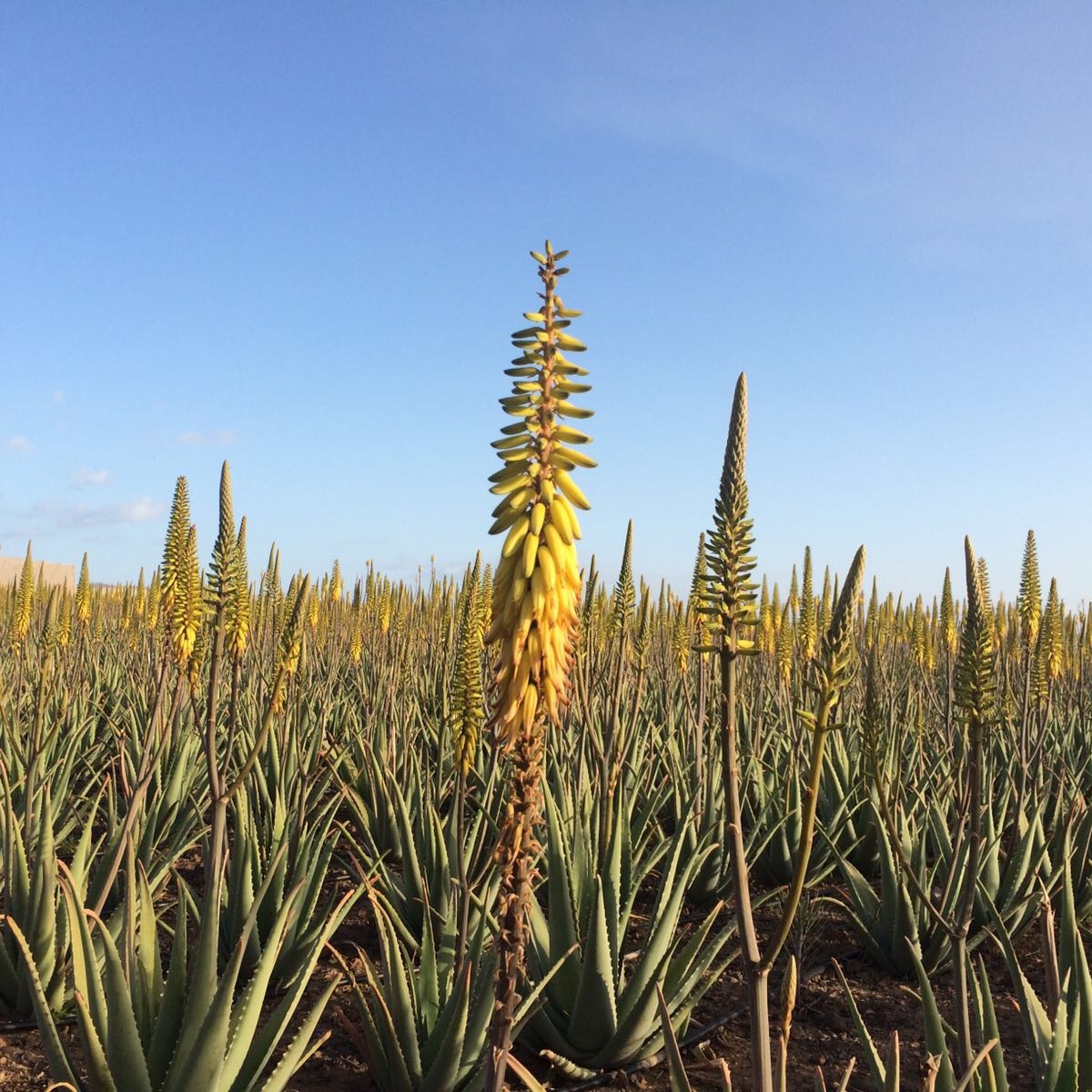 Hochwertiges Spanisches 5-Liter Kaltgepresstes 99% Reines Aloe Vera Gel zur  Krperbefeuchtung fr Alle Hauttypen Tag/Nacht Anwendung| Alibaba.com
