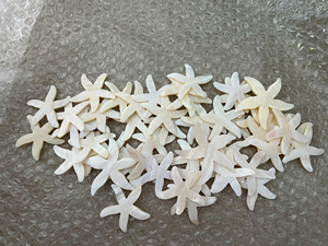 Vente en gros de coquillages naturels polis pour la décoration de bijoux-pour Noël-Caryln 0084935825297 - Product Image 4