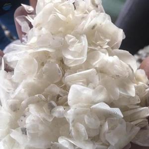 COMPRA SUMINISTRO DE ESCALAS DE PESCADO EN GRANDES CANTIDADES A PRECIOS BARATOS DE VIETNAM - Product Image 6