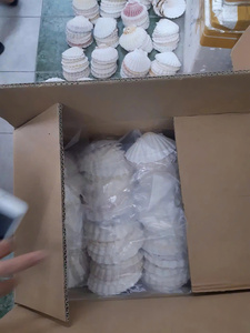 เปลือกหอยธรรมชาติขัดมันสำหรับตกแต่งบ้านและอาหารทำจากเวียดนาม - Product Image 6