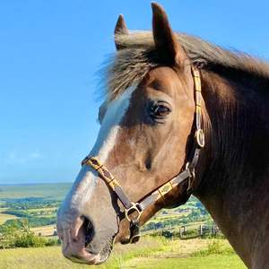 Cheval Cheval Licol en cuir Halter Noir Marron Tressé Tressé Equine Cob Full - Product Image 4