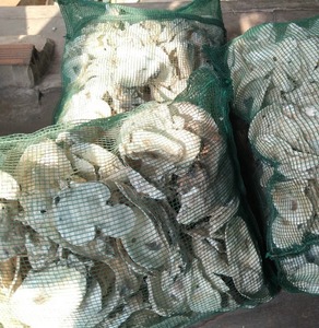 MEILLEUR VENDEUR COQUILLE D'HUILÈRES ION en VRAC 10KG ÉLEVER PH dans AQUARIUMS DE RÉSERVOIR DE POISSONS DE BLEU LOTUS FARM VIETNAM - Product Image 2