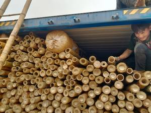 High Quality Cheap Natural <b>Bamboo</b> Poles Garden Supplies <b>Fence</b> <b>Bamboo</b> <b>Fence</b> From 99 Gold Data - Product Image 6