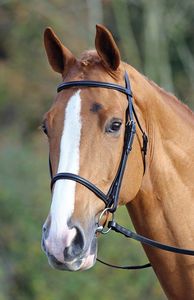 Bride Western Horse de luxe en cuir véritable avec tête et rênes colorées en PVC directement du fabricant en Inde - Product Image 6