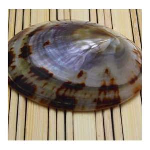 VIETNAM TOP <b>SALE</b> POLISHED LIMPET <b>SEASHELL</b> GOOD QUALITY HIGH END LIMPET SHELL <b>SALE</b> WITH CHEAP PRICE NATURALLY COLLECTED FROM SEA - Product Image 3