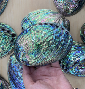 Concha de Abulón de Vietnam con Composición de Concha Marina Premium para Manualidades Creativas, Decoración con Incrustaciones, Comercio Comercial - Product Image 1