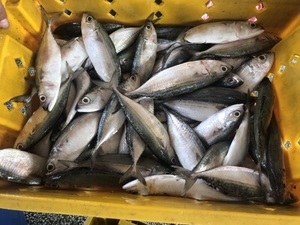 Buen precio caballa/pescado fresco congelado del Pacífico caballa 400-600g para la venta - Product Image 5