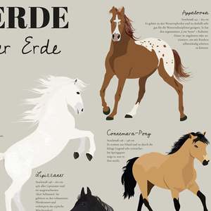 Modern Style Horses of the Earth <b>Poster</b> Featuring Famous Horse Breeds in Contemporary Design for Wall Decor - Product Image 5