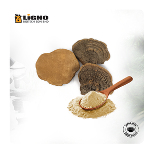 LiGNO SH02 Sang Huang Malasia, Suplemento de Vitalidad y Refuerzo Inmunológico, Certificado GMP, Listo para OEM y ODM, Polvo Nutricosmético Funcional - Product Image 1