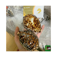 Grandes coquilles de cauris tigrées naturelles sculptées, aspect réel, nettoyées, en nacre, pour décoration de plage, du Vietnam