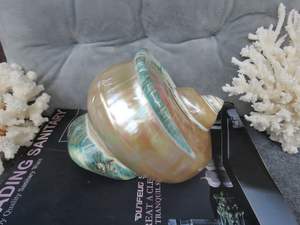 Turbo Marmoratus Premium Raro y Antiguo de Vietnam, Tono Verde Natural Brillante, Ideal para Decoración Costera - Product Image 4