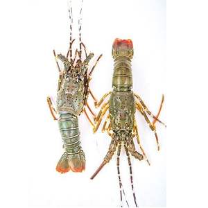 Camarones Tigre Negros Enteros, Mariscos Premium, Suministro al por Mayor, Alta Calidad, Cultivados en Granja, Grado de Exportación, Fuente Confiable - Product Image 1