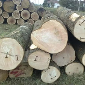 Vente en gros de grumes de frêne blanc allemand provenant d'un fournisseur européen avec options CFR Incoterm pour une expédition internationale pratique - Product Image 1
