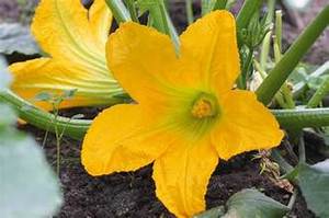 ETIQUETA LIMPIA FLOR CALABAZA ENTERA CONGELADA VEGETAL ORGÁNICO RICO EN NUTRIENTES APOYO INMUNE BASADO EN PLANTAS - Product Image 6