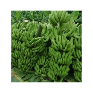 Plátano Cavendish de Alta Calidad, Ideal para la Elaboración de Alimentos y la Preparación de Jugos, Sabor Dulce para Procesamiento - Product Image 6