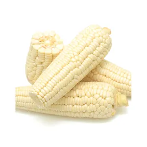 Dried Cracked/Broken White Maize/Corn Non-GMO Fit for Animal Feed BEST QUALITY Organic White Fresh Corn with Competitive price