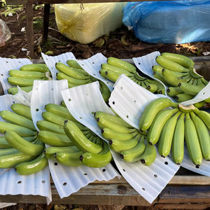 Cavendish Banana fruta natural limpia tropical produce ampliamente utilizado para picar hornear y bebidas de Vietnam - Product Image 1