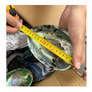 Coquilles d'ormeau adaptées aux porte-savons faits à la main Les coquilles d'ormeau font des accents décoratifs naturels - Product Image 1