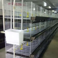 Cage de poulettes en batterie de type H pour poussins d'un jour, poulets de chair et poulets reproducteurs, avec couveuse automatique