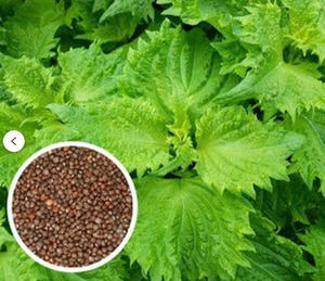 เมล็ดพันธุ์เวียท ฟาร์กิเม็กซ์ ปีริลลา (Perilla frutescens) ต้า ต้า, ชิโซเวียดนาม, สำหรับทำสเต็กเนื้อ, สมุนไพรเพื่อสุขภาพ - Product Image 4