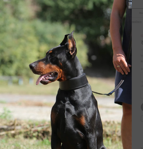 Wide Leather Dog <b>Collar</b> Padded Handmade Comfortable Stylish Soft Padded <b>Collar</b> for Greyhound and Whippet - Product Image 3