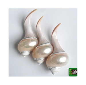 Soporte para palillos y cuchara para fregona, soporte creativo para palillos de conchas de Caracol Turbo bonitas, soporte para palillos de concha de nácar para Hotel de lujo - Product Image 1