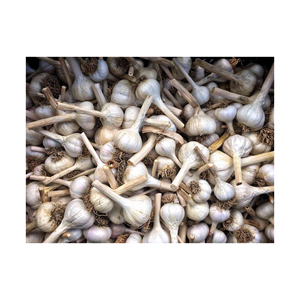 กระเทียมขาวสด ราคาถูก ขนาดสม่ำเสมอ คุณภาพพรีเมียม - Product Image 5
