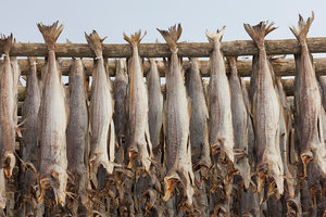 Stockfish séché de haute qualité à vendre, stockfish et têtes de morue séchés de Norvège, morue et stockfish séchés, différentes tailles disponibles - Product Image 5