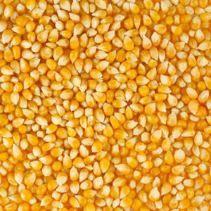 Maíz Amarillo Natural 100% Puro, Grano Seco Limpio de Calidad para Alimentación de Ganado, Suministro a Granel, Apto para Uso en Ganadería y Granjas - Product Image 1