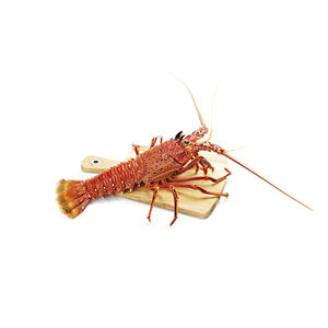 กุ้งมังกรแช่แข็งออสเตรเลียสำหรับร้านอาหารและผู้จัดจำหน่ายทั่วโลก - Product Image 3