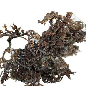 Mousse de mer Eucheuma Cottonii biologique, vente en gros, violet, couture, mousse irlandais, artisanat sauvage, mousse de mer provenant du Vietnam, usine à bas prix - Product Image 1