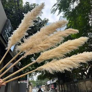 หญ้า pampas จากเวียดนามขายดี2025ดอกหญ้า pampas ตกแต่งบ้านดอกไม้ปุยสำหรับตกแต่งงานแต่งงาน - Product Image 1