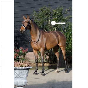 Brida de caballo de moda de cuero genuino Brida de caballo de cuero de lujo Brida de caballo MEJOR cuero genuino de alta calidad - Product Image 5