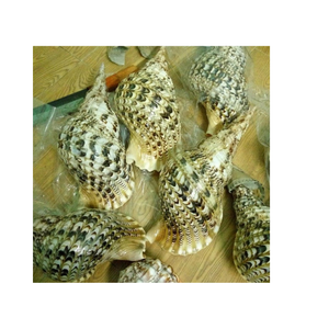 Conchas de trompeta oceánica de Vietnam para bodas en la playa, configuración de Acuario, decoración interior costera y uso de caja de regalo - Product Image 4