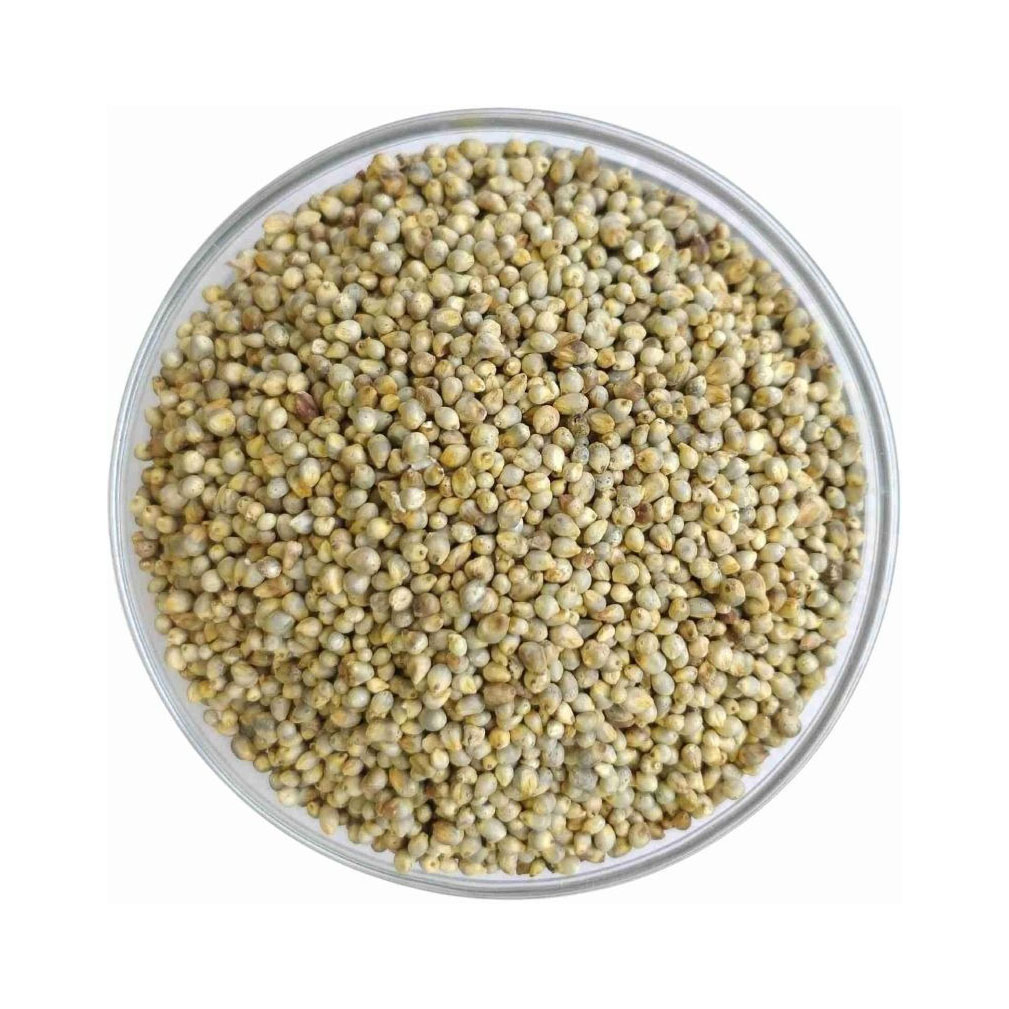High-quality millet feed available in bulk perfect for feeding birds livestock and pets