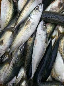 Bacalao del Atlántico entero congelado grande en venta - Product Image 3