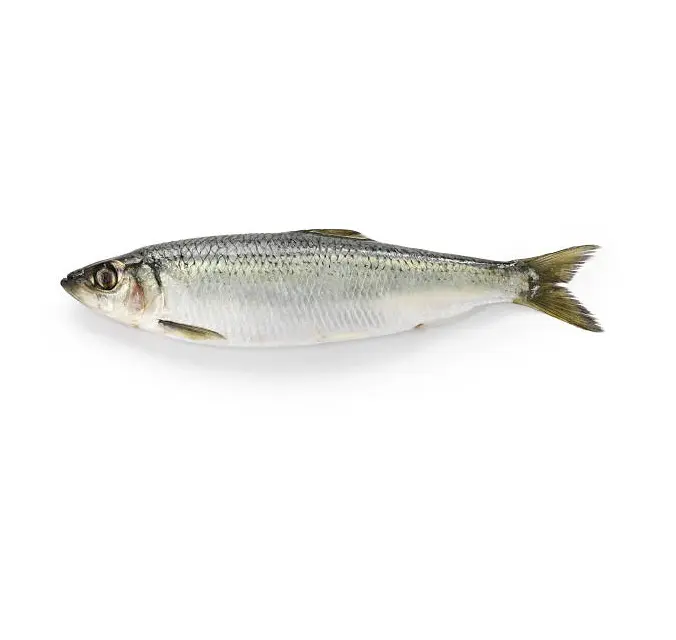 Rivenditore all'ingrosso e fornitore di pesce di aringa congelato pesce tilapia pesce congelato migliore qualità prezzo di fabbrica alla rinfusa acquisto Online