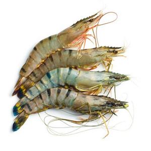 Crevettes tigrées noires fraîches de haute qualité, en boîte, sans tête, style 10 kg, durée de conservation de 18 mois, stock, livraison rapide, meilleures offres pour les achats en gros - Product Image 1