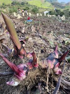Polvo de arrowroot de alto estándar, polvo de arrowroot puro y natural, muestra de polvo de arrowroot, precio al por mayor de polvo de arrowroot - Product Image 3