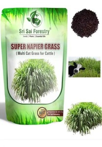 Sementes De Grama Híbrida De Alta Rendimento Vaca Feed <span class=keywords><strong>Grass</strong></span> 1kg - Product Image 5