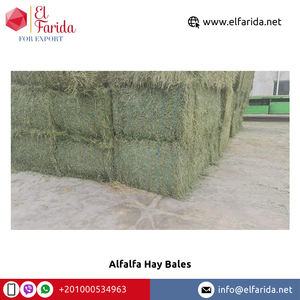 Fardos de heno de alfalfa de alimentación animal de alta calidad de grado agrícola más vendidos a precio de mercado mayorista de Egipto - Product Image 3
