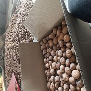 Premium Grade Raw Organic Air-Dried <b>Walnuts</b> at Competitive Price Packaged in Cartons - Product Image 5