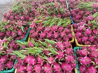 Verse Dragon Fruit, rode schil, groene punten, heel, biologisch, boerderijgekweekt, natuurlijk, tropisch, exotisch fruit