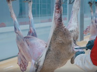 Solution clé en main pour la ligne d'abattage halal des chèvres destinée aux grandes usines de transformation de viande