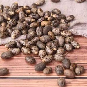 Graines de ricin à double langue de qualité supérieure pour l'extraction d'huile, export en vrac, Thaïlande, durée de conservation de 12 mois, valeur nutritionnelle saine - Product Image 5