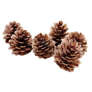 Pomme de pin naturelle en gros prix pomme de pin décoration de noël pour la décoration de chambre et de fête - Product Image 1