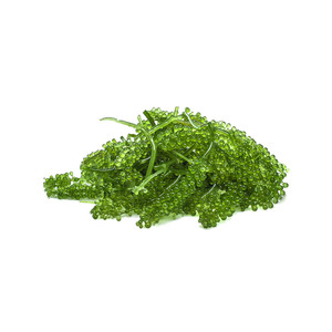 สาหร่ายสีเขียวธรรมชาติ/หญ้าทะเลอบแห้ง (Caulerpa lentilifera) จากเวียดนาม - Product Image 2